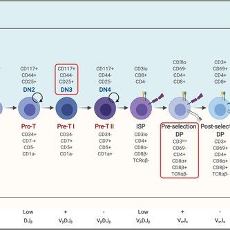 Tcell Differentiation Blocks In Ragdeficient Patients And Mice