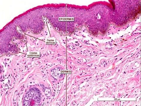 Histologia Del Sistema Tegumentario Histolog A Lista De Aceites