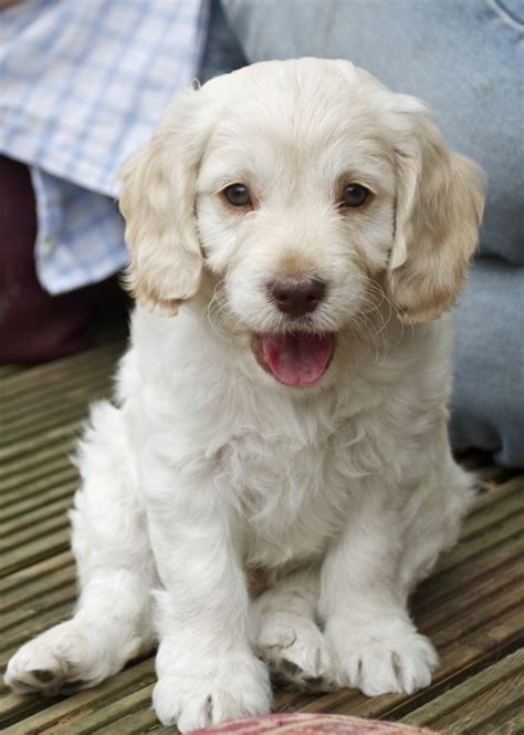 Cockapoo - Puppies, Rescue, Pictures, Information, Temperament ...