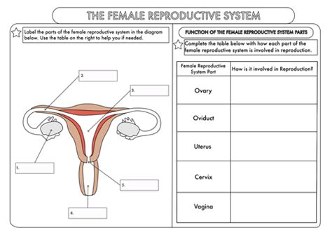 Human Reproductive System Worksheet Pdf