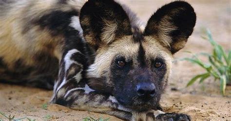 The African Wild Dog Is One Of The Vertebrate Worlds Most Successful