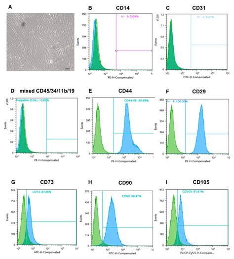 Morphology Of Placental MMSCs And Flow Cytometric Analysis Of Specific