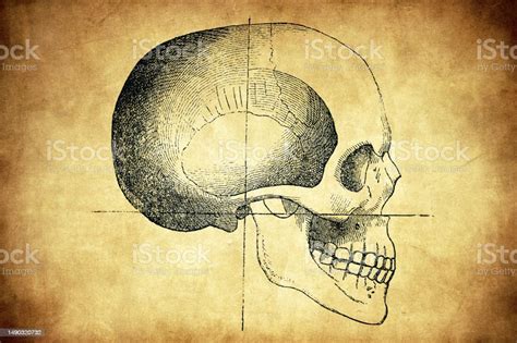 European Skull Stock Illustration Download Image Now Antique