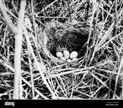 Bird In Stick Nest Black And White Stock Photos And Images Alamy