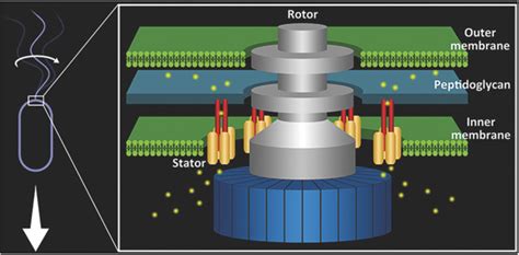 Rapid Rotation Of The Flagellum Is Driven By The Bacterial Flagellar