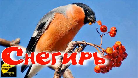 Снегирь | Пикабу
