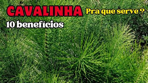 Pra Que Serve A Cavalinha Conhe A Benef Cios Dessa Planta Para Ter