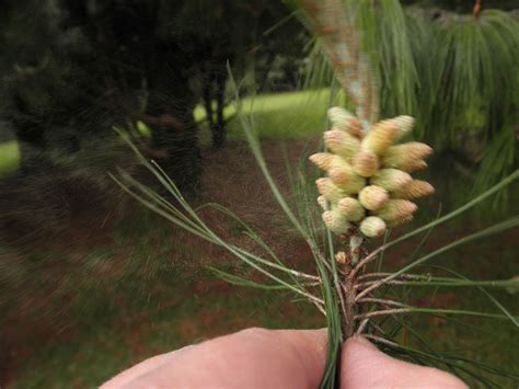 Pinus Patula Pinaceae Image 68278 At PhytoImages Siu Edu