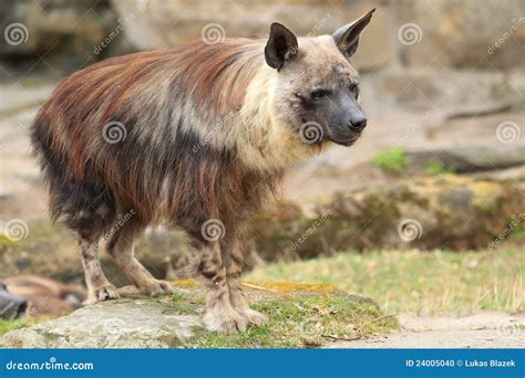 Brown Hyena Stock Photo | CartoonDealer.com #24005040