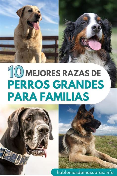 Las Mejores Razas De Perros Grandes Para Familias Razas De Perros