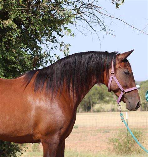 Willow Beautiful Bay Purebred Andalusian Mare