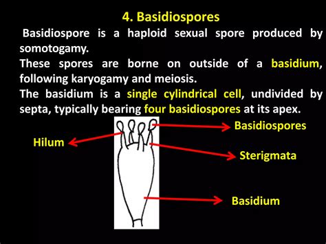 Lecture 9 Sexual Reproduction In Fungipptx