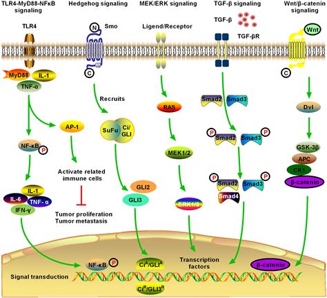 Frontiers New Insights Into Fibrotic Signaling In Hepatocellular