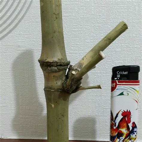 Bambu Ruas Ketemu Ruas Antik Lainnya Di Carousell