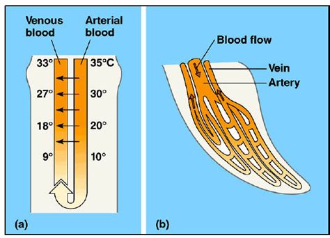 Fig. Countercurrent heat exchange mechanism in the flipper of porpoise ...