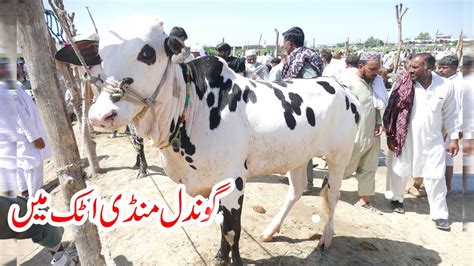 Gondal Mandi Attock Latest Update July Part Naseeb Ka Soda