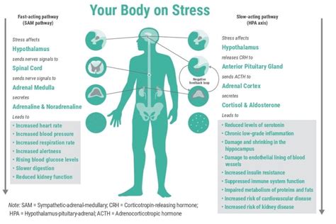 The Physiology of Stress — Compass Proactive Health Care