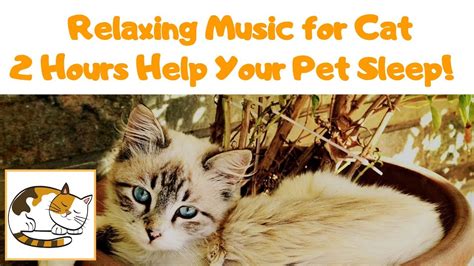 RELAXING MUSIC FOR CATS & KITTENS - 2 Hours Help Your Pet Sleep! - YouTube