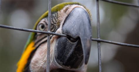 A Macaw in a Cage · Free Stock Photo