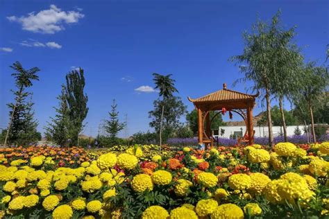 乡韵龙景·幸福慢村—乡村旅游新名片金川区宁远堡镇龙景村入选2021年度全省文旅振兴乡村样板村创建名单澎湃号·政务澎湃新闻 The Paper