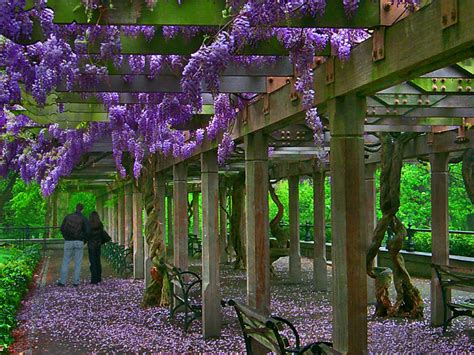 Miami In Focus Photo Gallery Of The Wisteria Pergola C70 In Central Park