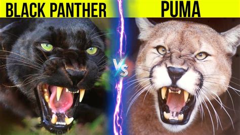 Black Panther Vs Puma Who Will Win Facts And Information About