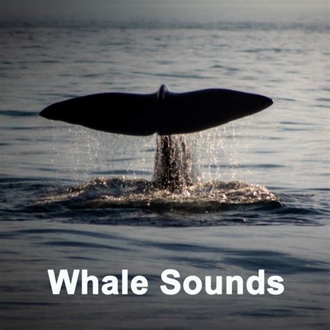 Stream Whale Sounds Listen To Whale Sounds 90 Min Environmental
