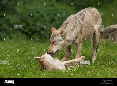 European Grey Wolf Canis Lupus Puppy Begging For Food Stock Photo