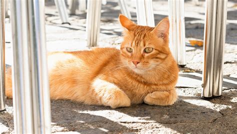 Il mio gatto soffre il caldo Tutto quello che cè da sapere La Stampa