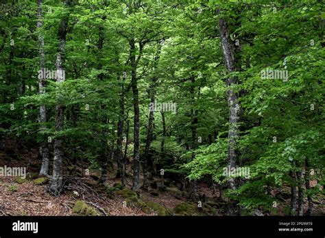 European Beech Fagus Sylvatica Trees With Fresh Green Foliage Broadleaf Atlantic Forest In