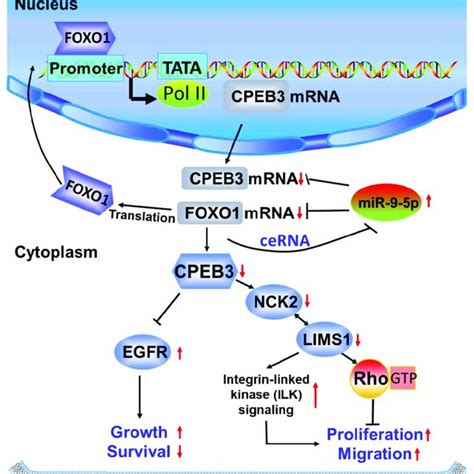 A Potential Pathway Mediated By Mir P Foxo Cpeb Ffl Schematic