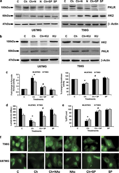 Chaetocin Induced Changes In Glucose Metabolism Are C Jun N Terminal