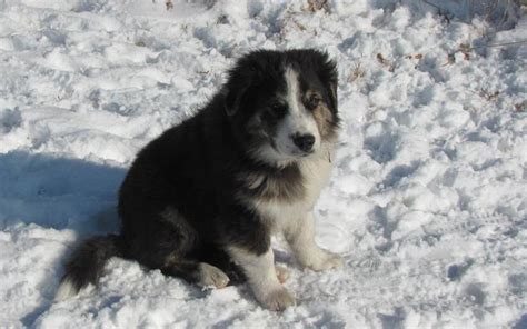 English Shepherd Dog On The Snow Photo And Wallpaper Beautiful English