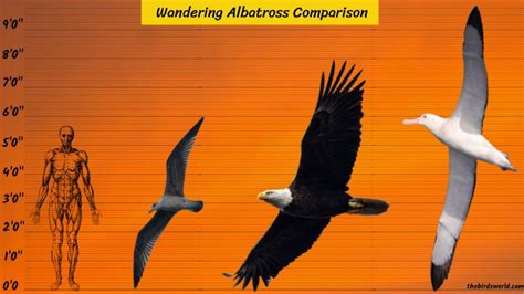 Wandering Albatross Comparison