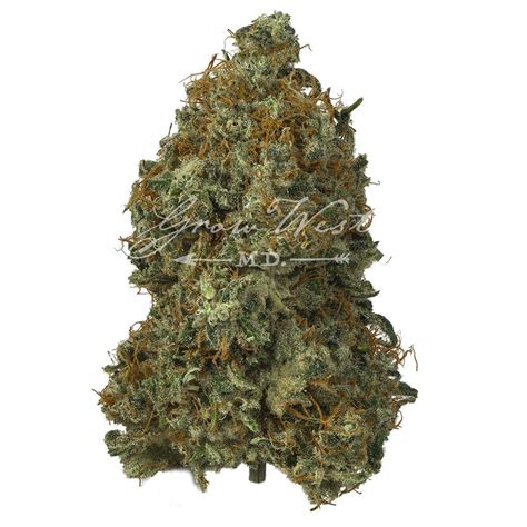 GG 4 Gold Trimmed 3 5g Grow West Cannabis Company