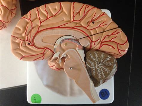 Toy Brain Sagittal Cut Brain Models Anatomy Models Logo Design