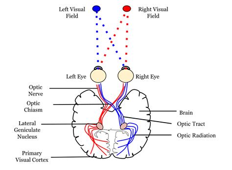 Visual System Central Processing Introduction To Neuroscience