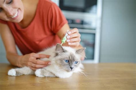 Do Indoor Cats Need Flea Treatment? Vet-Reviewed Facts, FAQ & Tips ...