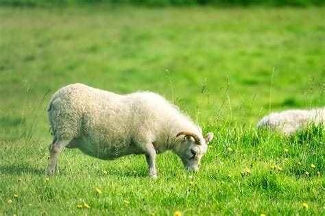 Premium Photo Young Woolly Sheep With Horn Grazing Grass On Meadow In