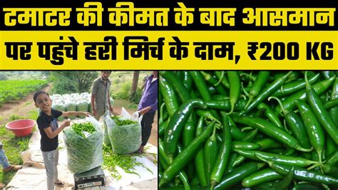 Green chilli Price Hike टमटर क कमत क बद आसमन पर पहच हर मरच