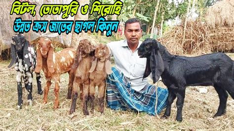 বিটল তোতাপুরি ও শিরোহি উন্নত জাতের বাচ্চা ছাগল কিনুন। রায়হান ভাইয়ের কাছ থেকে Goatfarming