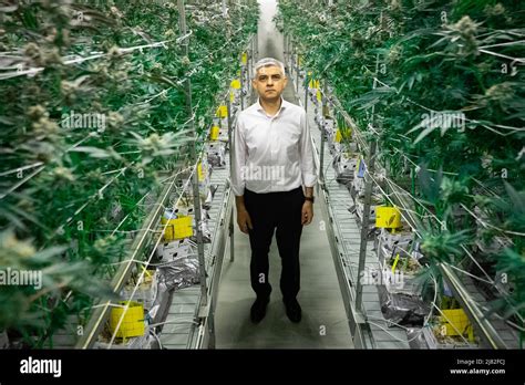 Le Maire De Londres Sadiq Khan Se Promène à Travers Des Usines De Cannabis Qui Sont Légalement