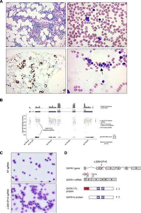 Massively Parallel Base Editing To Map Variant Effects In Human