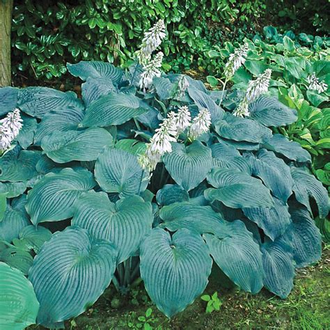 Blue Angel Hosta Buy Shade Perennials Online Breck S