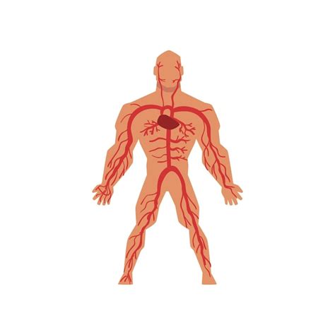 Menselijke Arteriële Bloedsomloop Anatomie Van Het Menselijk Lichaam