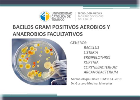 Pdf Generos Bacillus Listeria Erisipelothrix Kurthia Corynebacterium Arcanobacterium Bacilos