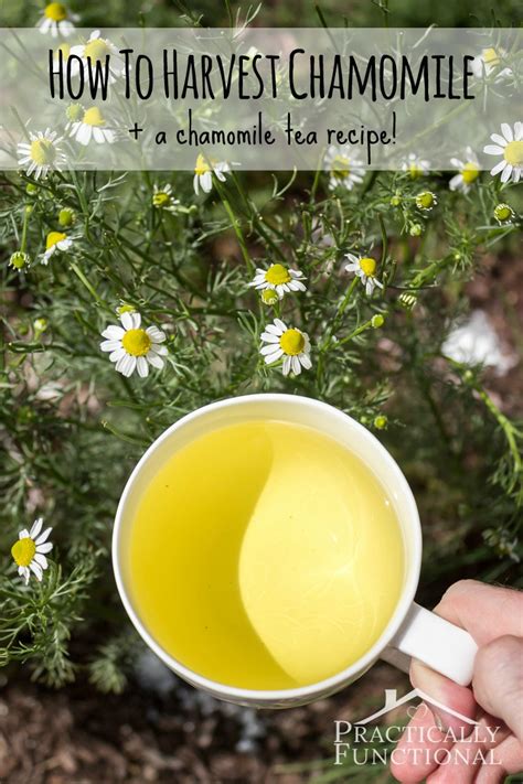 How To Harvest Chamomile And Chamomile Tea Recipe Practically Functional
