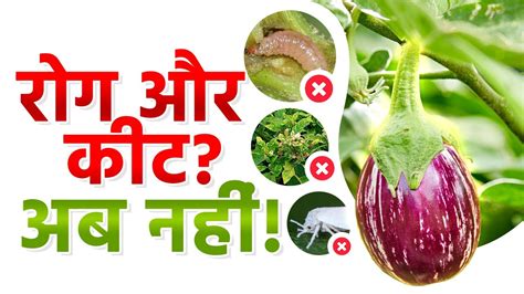 अगसत म बगन क खत कस कर सपरण जनकर पए Brinjal Crop