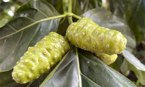 Morinda Citrifolia 15 Seeds Noni Cheese Fruit Shrub Small Tree Indian