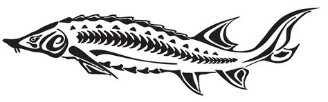 Atlantic Sturgeon Overview Rice Rivers Center Virginia Commonwealth